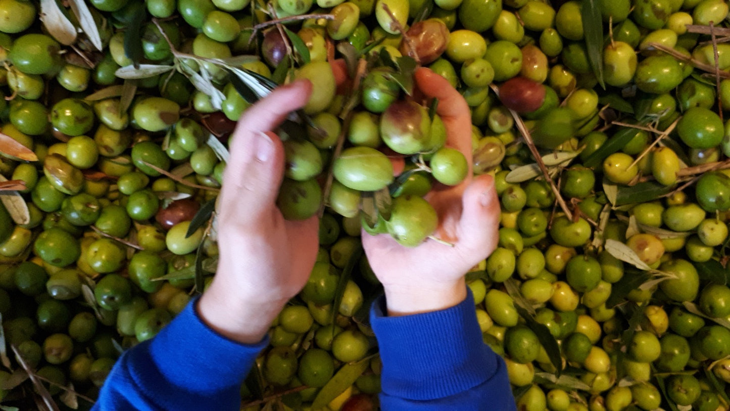 12 bottles (10 + 2 free) PRESALE 2025 HARVEST - Terre di Entella Organic Sicilian Extra Virgin Olive Oil 2025/2026 - 500 ml bottle