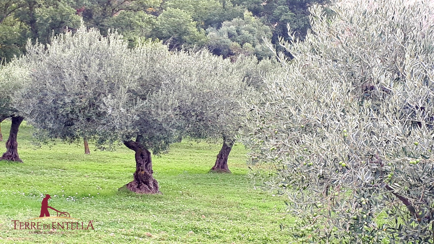 12 bottles (10 + 2 free) PRESALE 2025 HARVEST - Terre di Entella Organic Sicilian Extra Virgin Olive Oil 2025/2026 - 500 ml bottle