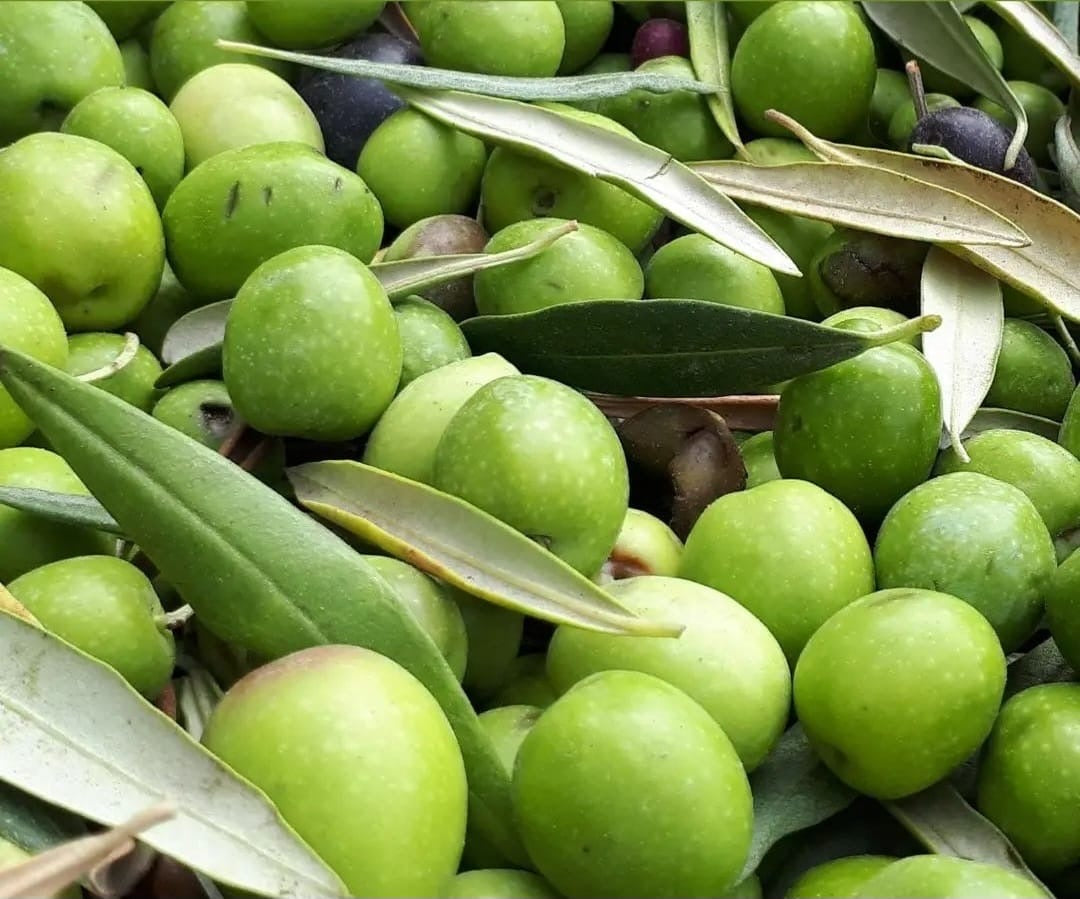 12 bottles (10 + 2 free) PRESALE 2025 HARVEST - Terre di Entella Organic Sicilian Extra Virgin Olive Oil 2025/2026 - 500 ml bottle